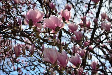 Pink magnolia blooms