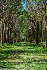 The path in the forest. The path between the woods in the forest. Vertical outdoors shot.