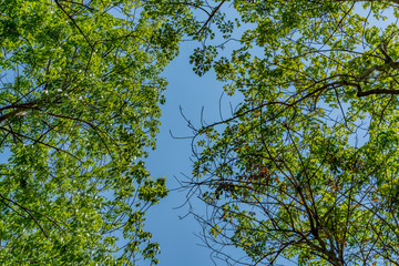 Top of the trees