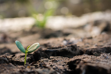 Plant trees to save the world, Concept green world.