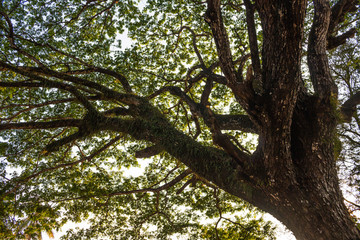 Plant trees to save the world, Concept green world.