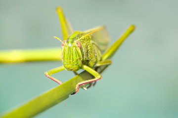 Grasshopper