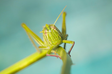 Grasshopper