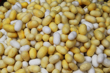Travel to Bangkok, Thailand. White and yellow cocoons of the silkworm closeup on a fabric of Thai silk for background.