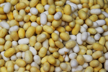 Travel to Bangkok, Thailand. White and yellow cocoons of the silkworm closeup on a fabric of Thai silk for background.