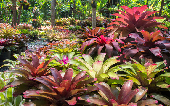 color bromeliad garden outdoor park