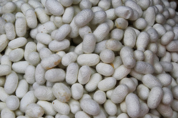 Travel to Bangkok, Thailand. White cocoons of the silkworm closeup on a fabric of Thai silk for background.