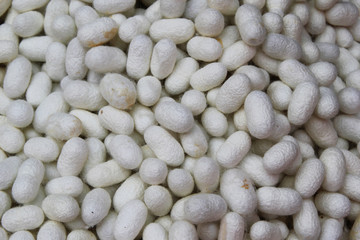 Travel to Bangkok, Thailand. White cocoons of the silkworm closeup on a fabric of Thai silk for background.