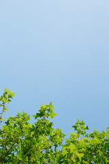 Green maple leaf  background blue sky