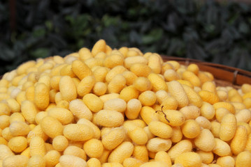 Travel to Bangkok, Thailand. Yellow cocoons of the silkworm in a basket closeup on a fabric of Thai silk.