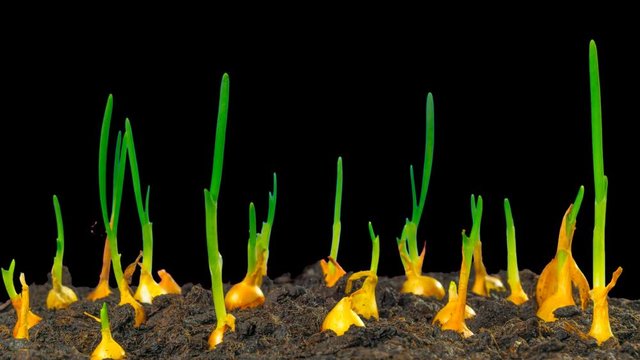 Growing spring onions, time-lapse with alpha