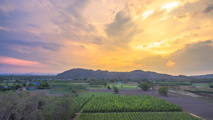 Corn begins to flower in corn fields.