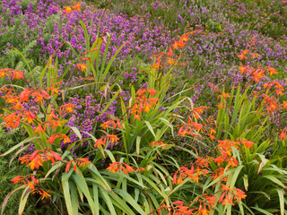 Heide in Cornwall