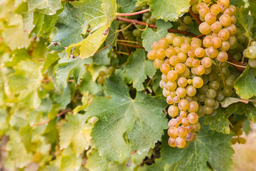 bunch of ripe Sauvignon Blanc grapes in vineyard