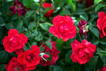 Garden roses