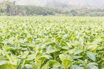 Close up Common tobacco