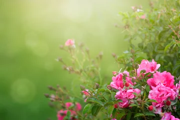 Tableaux ronds sur plexiglas Anti-reflet Roses Garden roses in sunlight background