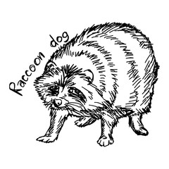 raccoon dog - vector illustration sketch hand drawn with black lines, isolated on white background
