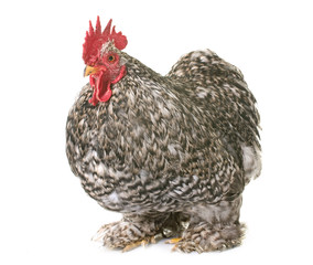 pekin rooster in studio