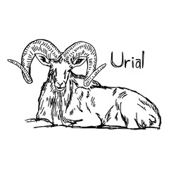 urial with beautiful horn - vector illustration sketch hand drawn with black lines, isolated on white background