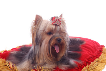 Yorkshire terrier