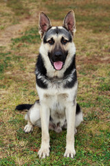 dog breed German Shepherd