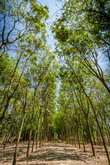 Row of rubber trees