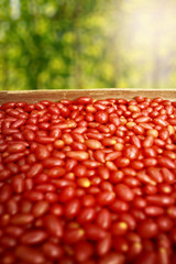 Fresh red tomatoes