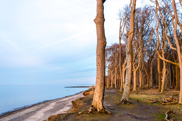Obraz premium Gespesterwald Nienhagen