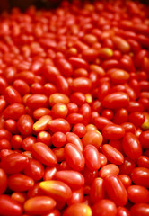 Fototapeta na wymiar Fresh red tomatoes