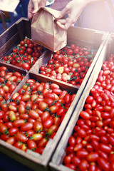 Fresh red tomatoes