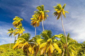 Kokospalmen auf Insel Tortola. Karibische Inseln.