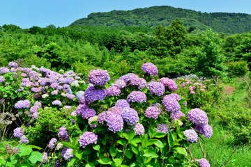 国東半島のアジサイ