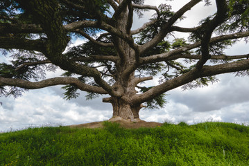 Albero di cedro nelle langhe