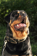 Rottweiler