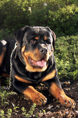 Rottweiler
