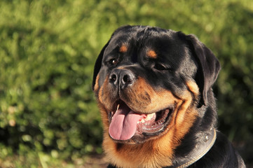 Rottweiler