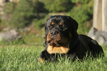 Obraz premium Rottweiler
