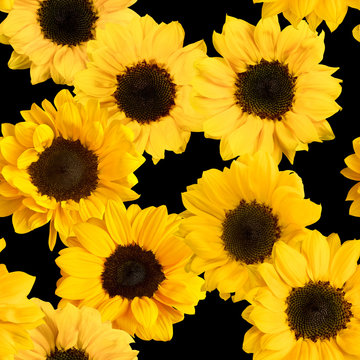 Seamless pattern with photos of shiny yellow sunflowers on black