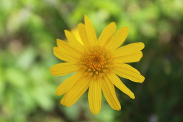 Yellow flower