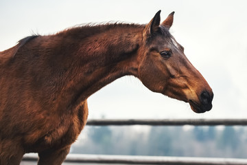 Portrait of the Trakehner bay horse