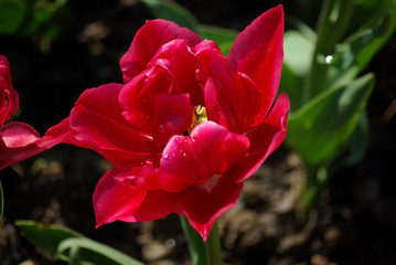 Tulipe botanique rose au printemps au jardin