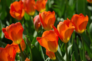Obraz na płótnie Canvas Tulipes orange au printemps au jardin