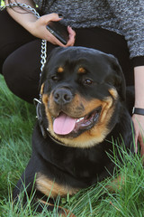 Rottweiler