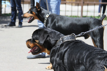 Rottweiler