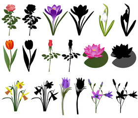 Collection of different species of flowers. Colour vector and silhouette.