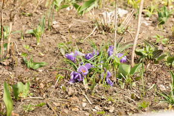 Purple Crocus Flowers