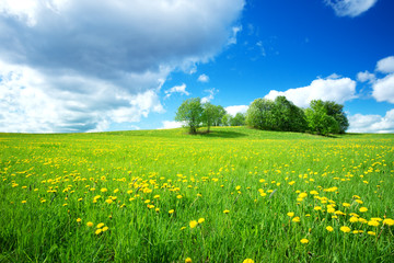 Obraz premium Pole z żółtymi mleczami i niebieskim niebem