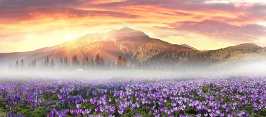 Foto op Plexiglas Krokussen Bloemen berg lente