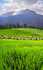 sheep on the mountain Pip Ivan Marmarosh